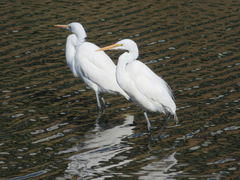Ardea alba