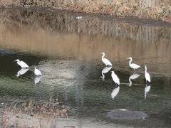 Ardea alba