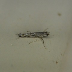 Neurobathra strigifinitella