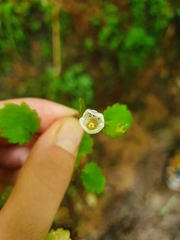 Jovellana repens
