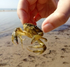 Carcinus aestuarii image