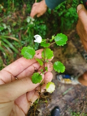 Jovellana repens