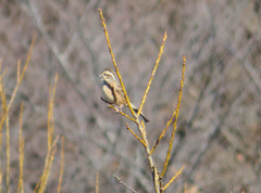 Emberiza cioides