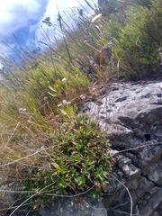 Hermas quinquedentata