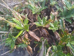 Hermas quinquedentata
