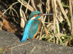 Alcedo atthis bengalensis