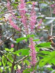 Odontonema callistachyum