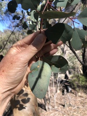 Eucalyptus prava