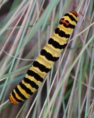 Diaphone mossambicensis