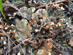 Peltigera dolichorhiza