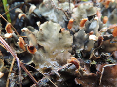Peltigera dolichorhiza