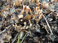 Peltigera dolichorhiza