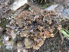 Peltigera dolichorhiza