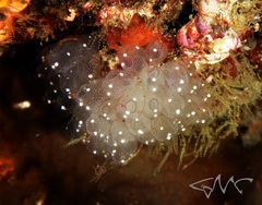 Clavelina