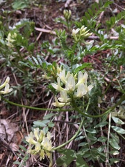 Astragalus webberi