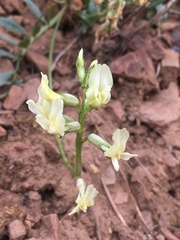 Astragalus webberi