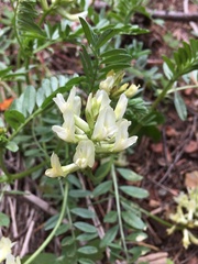 Astragalus webberi