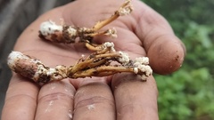 Cordyceps cicadae