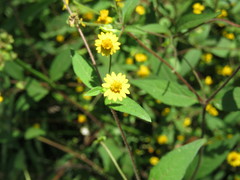 Melampodium microcephalum