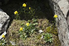 Draba hispida