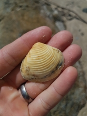 Eucrassatella cumingii