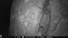 Idiurus