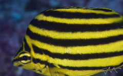 East-Australian Stripey photo 4
