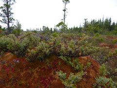 Juniperus communis charlottensis