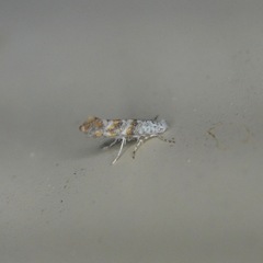 Cameraria hamadryadella