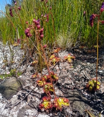 Drosera esterhuyseniae