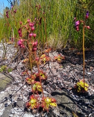 Drosera esterhuyseniae