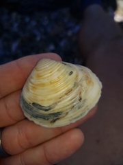 Eucrassatella cumingii