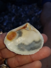 Eucrassatella cumingii