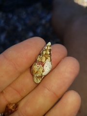 Nodopelagia brazieri