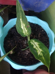 Aglaonema