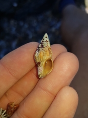 Nodopelagia brazieri