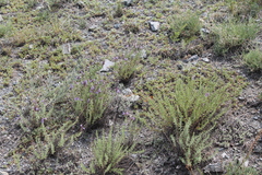 Dracocephalum fruticulosum