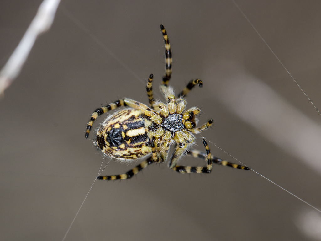 Aculepeira armida