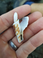 Marmorofusus nicobaricus