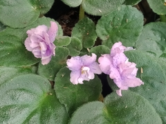 Streptocarpus