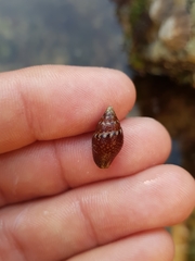 Pardalinops testudinaria