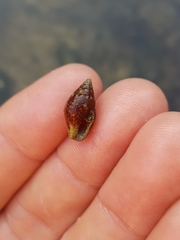Pardalinops testudinaria