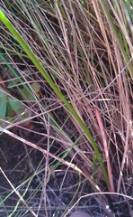 Trachyandra esterhuysenae