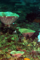 Phyllospongia