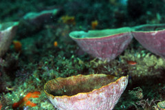 Phyllospongia