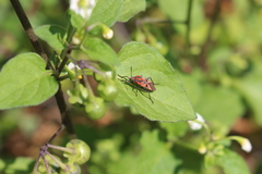 Spilostethus furcula