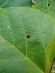 Nisotra bicolorata