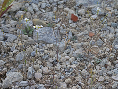 Arabidopsis arenosa arenosa