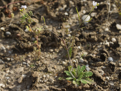 Arabidopsis arenosa arenosa