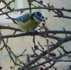 Cyanistes caeruleus